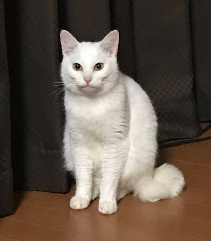 猫を探しています 岡崎 E ホームニュース 猫を探しています 岡崎 E ホームニュース